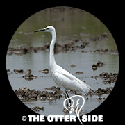 Medium (Intermediate) Egret