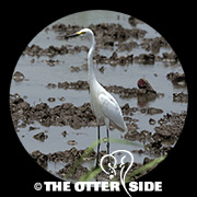 Medium (Intermediate) Egret