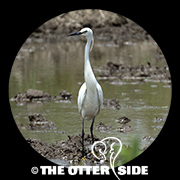 Little Egret