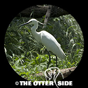 Little Egret