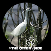 Little Egret