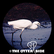 Little Egret