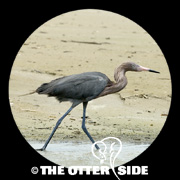 Reddish Egret