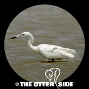 Reddish Egret