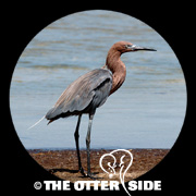 Reddish Egret