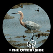 Reddish Egret