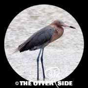 Reddish Egret
