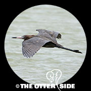 Reddish Egret
