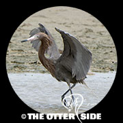 Reddish Egret