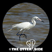 Reddish Egret
