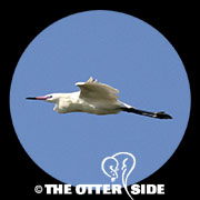 Reddish Egret