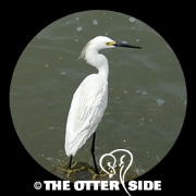 Snowy Egret