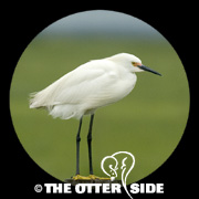 Snowy Egret