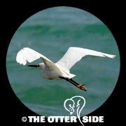 Snowy Egret