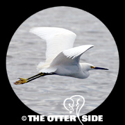 Snowy Egret