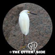 Snowy Egret