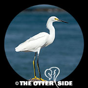 Snowy Egret