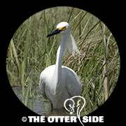 Snowy Egret