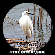 Snowy Egret
