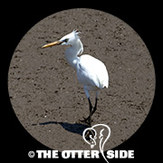 Swinhoe's Egret