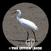 Swinhoe's Egret