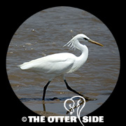 Swinhoe's Egret
