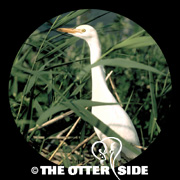 Western Cattle-Egret