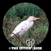 Western Cattle-Egret