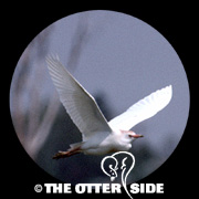 Western Cattle-Egret