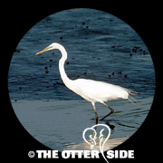 Great Egret