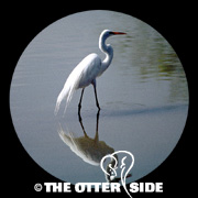 Great Egret