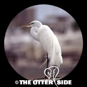 Great Egret