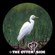 Medium (Intermediate) Egret