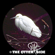 Little Egret