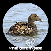 Common Eider - European