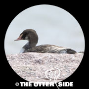 King Eider