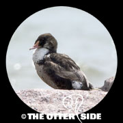 King Eider