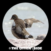 King Eider