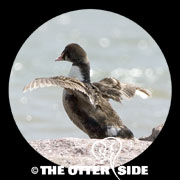 King Eider