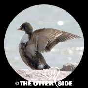 King Eider
