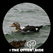 King Eider