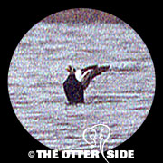 Spectacled Eider