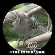 White-crested Elaenia