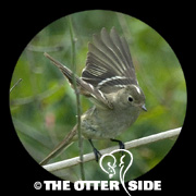 White-crested Elaenia