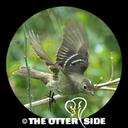 White-crested Elaenia
