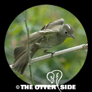 White-crested Elaenia
