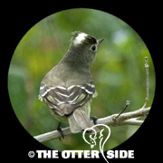 White-crested Elaenia