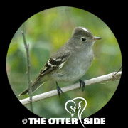 White-crested Elaenia