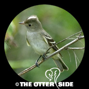White-crested Elaenia