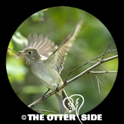 White-crested Elaenia